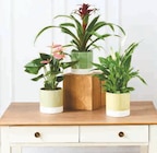 Plante fleurie - U Express Plante fleurie à 7,99 € dans le catalogue U Express