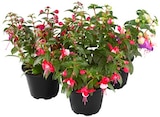 Fuchsie Angebote bei REWE Suhl für 1,99 €