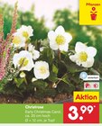 Christrose Angebote bei Netto Marken-Discount Kaufbeuren für 3,99 €