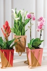 Plante fleurie en promo chez U Express Grenoble à 8,99 €
