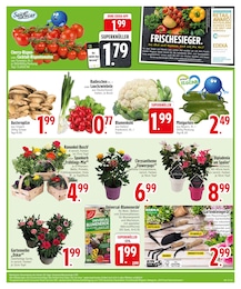 EDEKA Blumenerde im Prospekt 