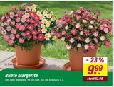 Aktuelles Bunte Margerite Angebot bei toom Baumarkt in Aachen ab 9,99 €