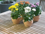 Herbst-Chrysantheme von  im aktuellen Hagebaumarkt Prospekt für 2,99 €