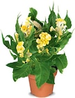 Aktuelle Zimmerpflanzen Angebote bei Netto Marken-Discount in Hamburg Aktuelles Celosia Hahnenkamm Angebot bei Netto Marken-Discount in Hamburg ab 2,99 €