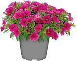 Zauberglöckchen im Angebot bei Penny in Detmold Zauberglöckchen Angebote bei Penny Detmold für 1,99 €