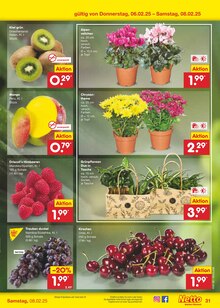 Blumen im Netto Marken-Discount Prospekt "Aktuelle Angebote" mit 57 Seiten (Mannheim)