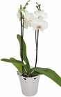 Schmetterlings-Orchidee Angebote bei REWE Plauen für 19,99 €