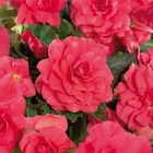 Bulbes à fleurs à Carrefour dans Paron Bulbes à fleurs à Carrefour dans Paron