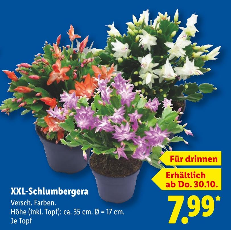 XXL-Schlumbergera