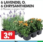 Aktuelles LAVENDEL O. Angebot bei Wreesmann in Dresden ab 3,49 €