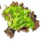 Dtsch. Multicolor-Salat oder Kopfsalat bei Kaufland im Lörrach Prospekt für 0,99 €