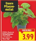 Grünpflanzen von EDEKA Regional im aktuellen E center Prospekt