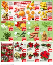 Aktueller Kaufland Prospekt mit Blumen, "Aktuelle Angebote", Seite 15