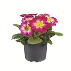 Primula acaulis Angebote bei Lidl Memmingen für 0,89 €