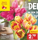 Tulpen von Obst & Gemüse im aktuellen Netto Marken-Discount Prospekt für 2,79 €