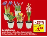 Zwiebelblumen Angebote bei toom Baumarkt Gera für 1,49 €