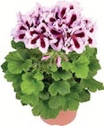 Aktuelles Edelgeranien Angebot bei Zimmermann in Bremerhaven ab 2,99 €