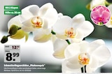 Schmetterlingsorchidee „Phalaenopsis“ im aktuellen Hagebaumarkt Prospekt für 8,99 €