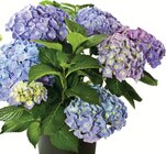 Hortensie Angebote bei Zimmermann Aurich für 10,99 €