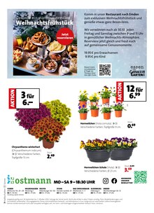 Blumen im aktuellen Blumen Ostmann Prospekt (Bremen) Blumen im Blumen Ostmann Prospekt "Herbst in voller Blüte" mit 8 Seiten (Bremen)
