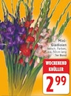 Mini-Gladiolen im aktuellen E center Prospekt
