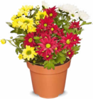dreifarbige Chrysantheme im Angebot bei Netto Marken-Discount in Rheine dreifarbige Chrysantheme Angebote bei Netto Marken-Discount Rheine für 1,99 €