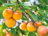Aktuelle Obstbaum Angebote bei Hornbach in Magdeburg Aktuelles Aprikose „Nancy“ Baum Angebot bei Hornbach in Magdeburg ab 25,95 €