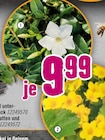 Hornbach Radebeul Prospekt mit  im Angebot für 9,99 €