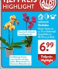 Orchidee Angebote von GARDENLINE bei ALDI SÜD Darmstadt für 6,99 €