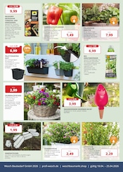 Aktueller PROFI Wesch Prospekt mit Balkonpflanzen, "FRÜHLINGSFEST", Seite 6