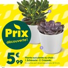 Plante succulente au choix : 1. Echeveria - 2. Crassula. en promo chez Truffaut Metz à 5,99 €