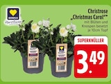 Aktuelles Christrose "Christmas Carol" Angebot bei EDEKA in Augsburg ab 3,49 €