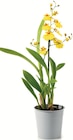 Orchidee „Exotisch“ Angebote bei Netto mit dem Scottie Potsdam für 3,99 €