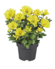 Chrysanthemen Mehrtrieber im Angebot bei Lidl in Tübingen Chrysanthemen Mehrtrieber Angebote bei Lidl Tübingen für 1,49 €