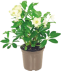 Hellebore «Rose de Noël» - GARDENLINE à 3,49 € dans le catalogue Aldi