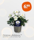 Christrose „Helleborus“ von  im aktuellen tegut Prospekt für 6,99 €