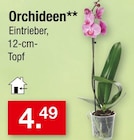 Aktuelle Blumentopf Angebote bei Zimmermann in Hannover Aktuelles Orchideen Angebot bei Zimmermann in Hannover ab 4,49 €