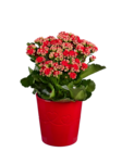 Rosier ou kalanchoé en pot céramique en promo chez Lidl Rosier ou kalanchoé en pot céramique dans le catalogue Lidl
