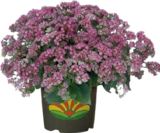 Fetthenne (Sedum) für 9,99 € bei Globus-Baumarkt im Angebot Fetthenne (Sedum) im aktuellen Globus-Baumarkt Prospekt