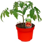 Gartenbepflanzung im REWE Prospekt Tomatenpflanze "Historische Sorte" im aktuellen REWE Prospekt für 1,69 €