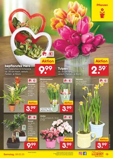 Tulpen im Netto Marken-Discount Prospekt "Aktuelle Angebote" mit 57 Seiten (Hannover)