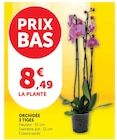 Orchidée 3 tiges - U Express à Poitiers Orchidée 3 tiges en promo chez U Express Poitiers à 8,49 €