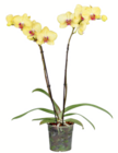 Aktuelle Orchidee Angebote bei toom Baumarkt in Nürnberg Aktuelles Schmetterlingsorchidee Angebot bei toom Baumarkt in Nürnberg ab 9,99 €