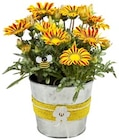 Aktuelles »Bee Happy« - Bienenfreundliche Sommerpflanze oder Mini Orchidee Angebot bei REWE in Mönchengladbach ab 5,99 €