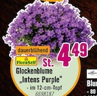 Glockenblume "Intens Purple" bei Hornbach im Kammerstein Prospekt für 4,49 €