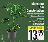 EDEKA Abensberg - Monstera Thai Constellation Angebot im Prospekt Monstera Thai Constellation bei EDEKA im Abensberg Prospekt für 13,99 €