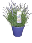 Lavendel-Busch „Angustifolia“ von  im aktuellen EDEKA Prospekt für 8,99 €