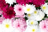 Chrysanthème "Sixtie" dans le catalogue Norma