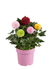 Chrysanthème flowerpops en promo chez Lidl Valence à 6,49 €