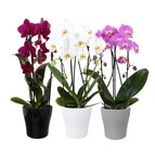 Orchidée cascade en promo chez Carrefour Roubaix à 14,99 €